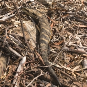 Tiliqua scincoides scincoides at Michelago, NSW - 21 Dec 2019