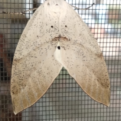 Gastrophora henricaria (Fallen-bark Looper, Beautiful Leaf Moth) at QPRC LGA - 19 Jan 2020 by LyndalT