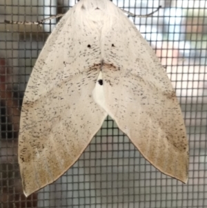 Gastrophora henricaria at Greenleigh, NSW - 20 Jan 2020