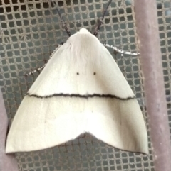 Gastrophora henricaria (Fallen-bark Looper, Beautiful Leaf Moth) at QPRC LGA - 19 Jan 2020 by LyndalT