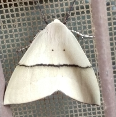 Gastrophora henricaria (Fallen-bark Looper, Beautiful Leaf Moth) at Greenleigh, NSW - 19 Jan 2020 by LyndalT