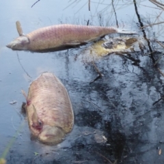 Cyprinus carpio (Common Carp) at Giralang Wetlands - 19 Jan 2020 by Christine