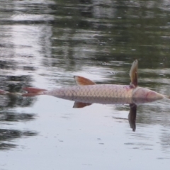 Cyprinus carpio at Giralang, ACT - 19 Jan 2020