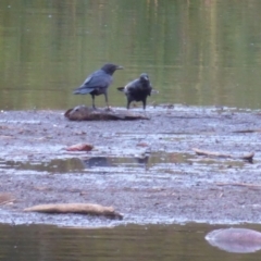 Cyprinus carpio at Giralang, ACT - 19 Jan 2020