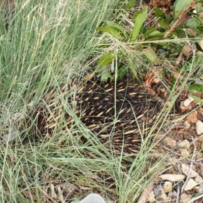 Tachyglossus aculeatus (Short-beaked Echidna) at Michelago, NSW - 25 Dec 2019 by Illilanga