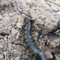 Cormocephalus sp.(genus) (Scolopendrid Centipede) at Michelago, NSW - 26 Oct 2019 by Illilanga
