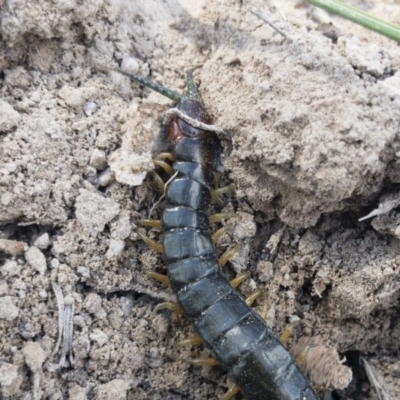Cormocephalus sp.(genus) (Scolopendrid Centipede) at Illilanga & Baroona - 26 Oct 2019 by Illilanga