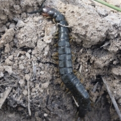 Cormocephalus sp.(genus) at Illilanga & Baroona - 26 Oct 2019