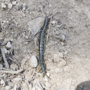 Cormocephalus sp.(genus) at Illilanga & Baroona - 26 Oct 2019 02:55 PM