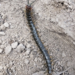 Cormocephalus sp.(genus) at Illilanga & Baroona - 26 Oct 2019