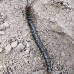 Cormocephalus sp.(genus) at Illilanga & Baroona - 26 Oct 2019