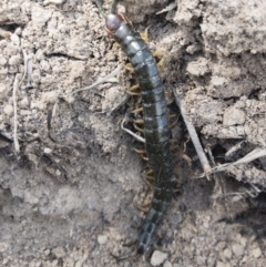 Cormocephalus sp.(genus) at Illilanga & Baroona - 26 Oct 2019