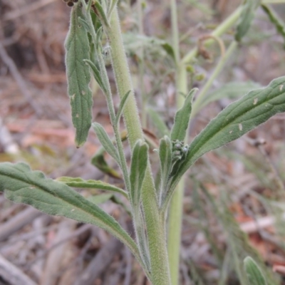 Cynoglossum australe (Australian Forget-me-not) at Gigerline Nature Reserve - 15 Dec 2019 by michaelb