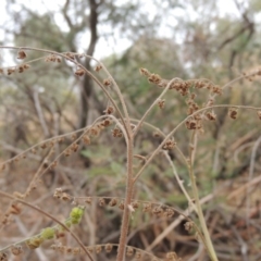 Cynoglossum australe at Tennent, ACT - 15 Dec 2019 06:28 PM