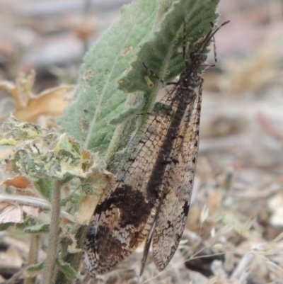 Glenoleon sp. (genus) (Antlion lacewing) at Tennent, ACT - 15 Dec 2019 by michaelb
