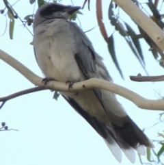 Coracina novaehollandiae (Black-faced Cuckooshrike) at Pollinator-friendly garden Conder - 19 Jan 2020 by michaelb