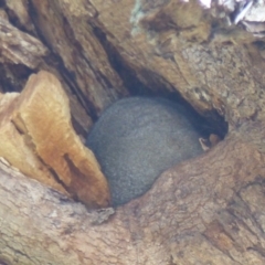 Trichosurus vulpecula (Common Brushtail Possum) at Bega River Bioblitz - 20 Jan 2020 by MatthewHiggins