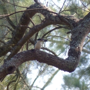 Todiramphus sanctus at Bega, NSW - 20 Jan 2020