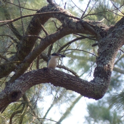 Todiramphus sanctus (Sacred Kingfisher) at Bega, NSW - 19 Jan 2020 by MatthewHiggins