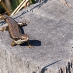 Eulamprus heatwolei (Yellow-bellied Water Skink) at Tarraganda, NSW - 19 Jan 2020 by MatthewHiggins