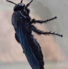 Austroscolia soror (Blue Flower Wasp) at Spence, ACT - 19 Jan 2020 by Laserchemisty