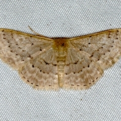 Idaea philocosma (Flecked Wave) at Rosedale, NSW - 16 Nov 2019 by jb2602