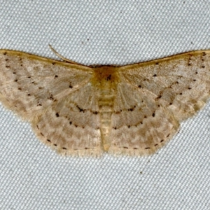 Idaea philocosma at Rosedale, NSW - 16 Nov 2019