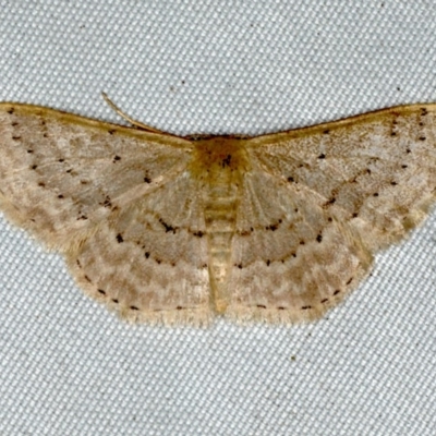 Idaea philocosma (Flecked Wave) at Rosedale, NSW - 16 Nov 2019 by jb2602