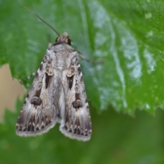 Agrotis munda (Brown Cutworm) at QPRC LGA - 28 Dec 2019 by natureguy