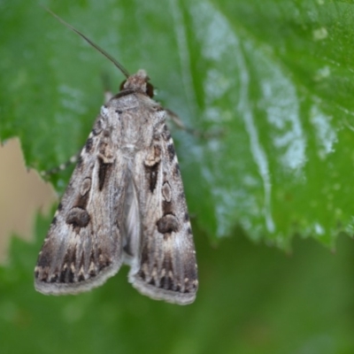 Agrotis munda (Brown Cutworm) at Wamboin, NSW - 28 Dec 2019 by natureguy