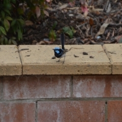 Malurus cyaneus (Superb Fairywren) at Wamboin, NSW - 28 Dec 2019 by natureguy