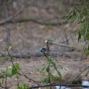 Malurus cyaneus at Wamboin, NSW - 28 Dec 2019 06:48 PM