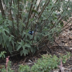 Malurus cyaneus at Wamboin, NSW - 28 Dec 2019 06:48 PM