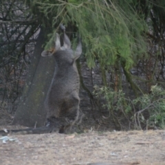 Wallabia bicolor (Swamp Wallaby) at Wamboin, NSW - 30 Dec 2019 by natureguy