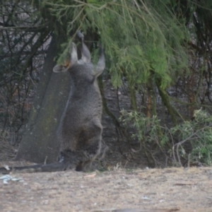 Wallabia bicolor at Wamboin, NSW - 30 Dec 2019 09:13 AM