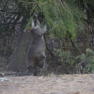 Wallabia bicolor (Swamp Wallaby) at QPRC LGA - 29 Dec 2019 by natureguy