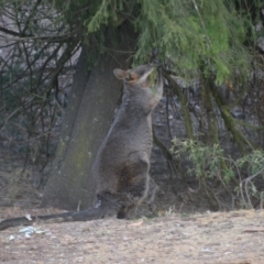 Wallabia bicolor at Wamboin, NSW - 30 Dec 2019 09:13 AM