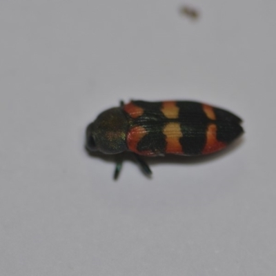 Castiarina sexplagiata (Jewel beetle) at QPRC LGA - 30 Dec 2019 by natureguy