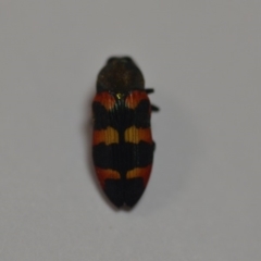 Castiarina sexplagiata at Wamboin, NSW - 31 Dec 2019 10:51 AM