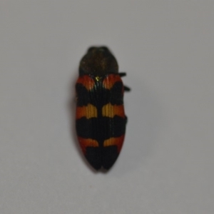 Castiarina sexplagiata at Wamboin, NSW - 31 Dec 2019