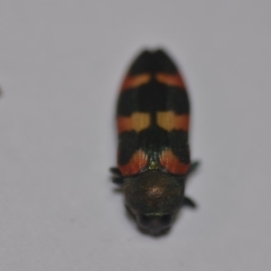 Castiarina sexplagiata at Wamboin, NSW - 31 Dec 2019 10:51 AM