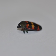 Castiarina sexplagiata at Wamboin, NSW - 31 Dec 2019 10:51 AM