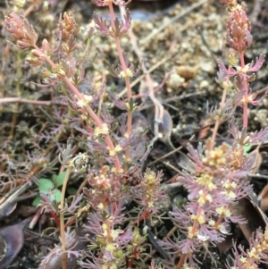 Myriophyllum verrucosum at Paddys River, ACT - 20 Jan 2020 12:01 PM