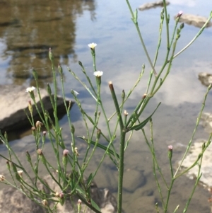 Symphyotrichum subulatum at Molonglo River Reserve - 19 Jan 2020