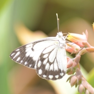 Belenois java at Wamboin, NSW - 31 Dec 2019