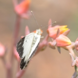 Belenois java at Wamboin, NSW - 31 Dec 2019