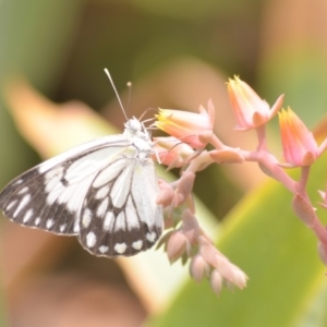 Belenois java at Wamboin, NSW - 31 Dec 2019