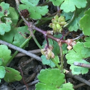 Hydrocotyle sibthorpioides at Molonglo River Reserve - 19 Jan 2020