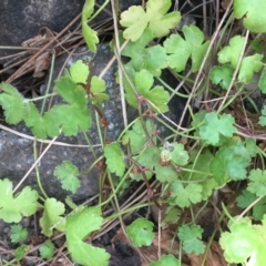 Hydrocotyle sibthorpioides at Molonglo River Reserve - 19 Jan 2020 03:38 PM