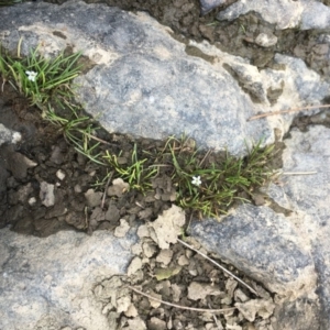 Limosella australis at Molonglo River Reserve - 19 Jan 2020